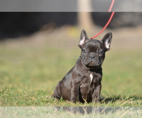 Medium Photo #8 French Bulldog Puppy For Sale in Kiskoros, Bacs-Kiskun, Hungary