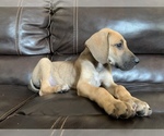 Small Photo #23 Great Dane Puppy For Sale in CLOVER, SC, USA