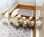 Small Photo #8 Goldendoodle Puppy For Sale in NIOTA, TN, USA