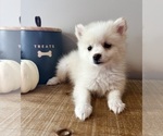 Small #4 Pomeranian