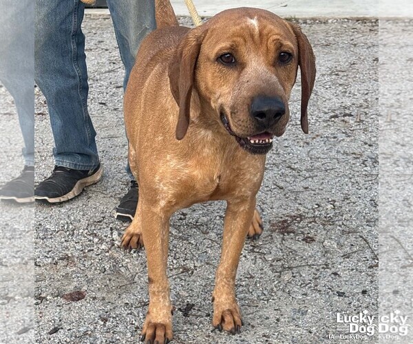 Medium Photo #4 Labrador Retriever-Unknown Mix Puppy For Sale in Washington, DC, USA