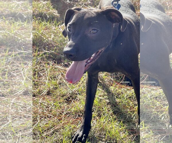 Medium Photo #2 Labrador Retriever-Unknown Mix Puppy For Sale in Tarrytown, GA, USA