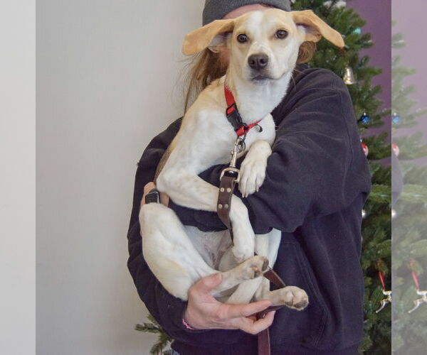 Medium Photo #2 Beagle-Italian Greyhound Mix Puppy For Sale in Huntley, IL, USA