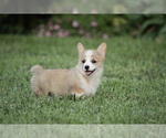 Small Photo #19 Pembroke Welsh Corgi Puppy For Sale in ELKTON, KY, USA
