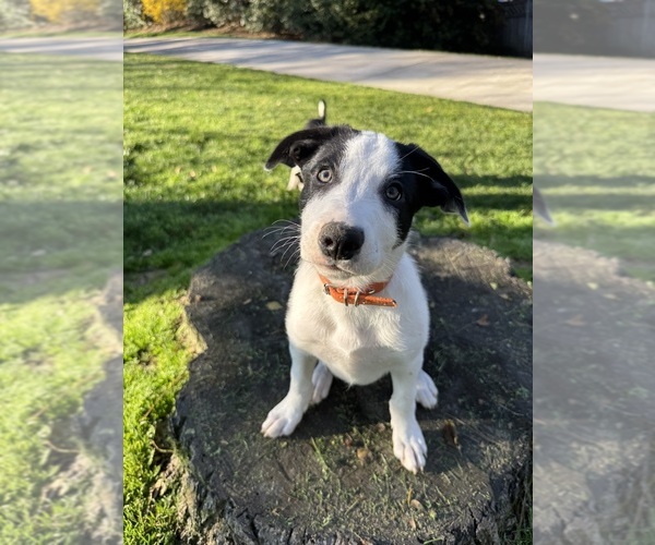 Medium Photo #1 Border Collie Puppy For Sale in HUNTERSVILLE, NC, USA