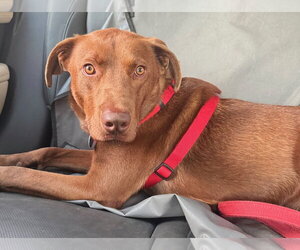 Sable - Male Labralas Dog for Adoption - Photo #6