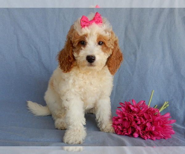 Medium Photo #4 Goldendoodle (Miniature) Puppy For Sale in MILLERSBURG, OH, USA