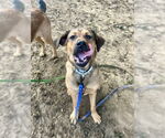 Small #6 German Shepherd Dog Mix