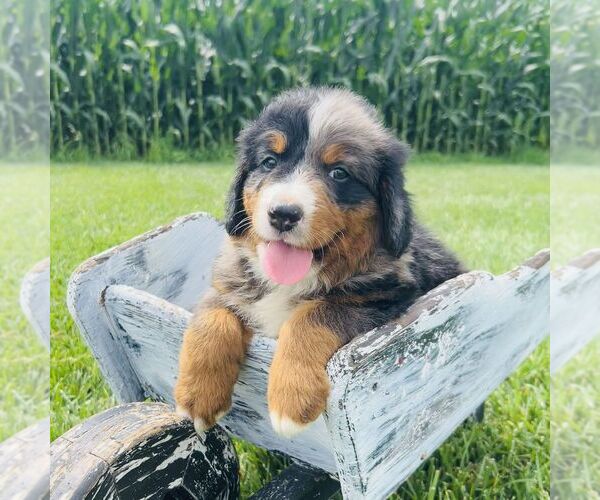 Medium Photo #3 Bernedoodle (Miniature) Puppy For Sale in GORDONVILLE, PA, USA