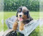 Small #2 Bernedoodle (Miniature)