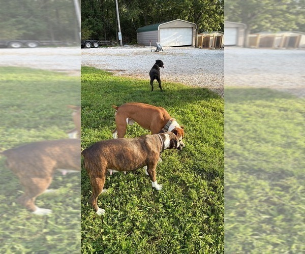 Medium Photo #7 Boxer Puppy For Sale in WALNUT GROVE, MO, USA