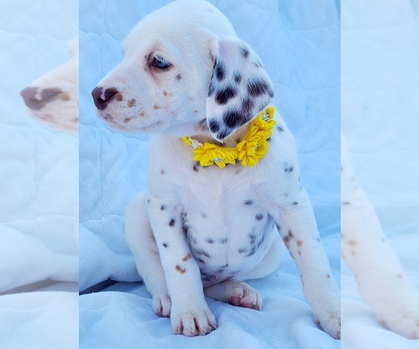 Medium Photo #3 Dalmatian Puppy For Sale in CAPE MAY COURT HOUSE, NJ, USA