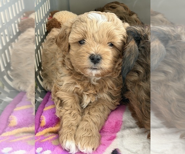 Medium Photo #3 ShihPoo Puppy For Sale in ANDERSON, SC, USA