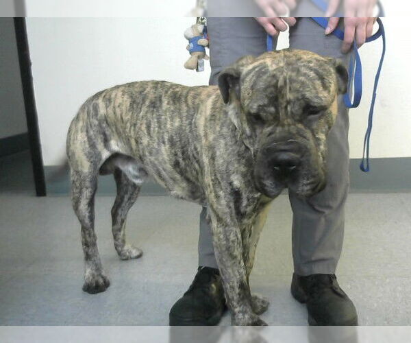 Medium Photo #1 American Bandogge Puppy For Sale in Big Bear City, CA, USA