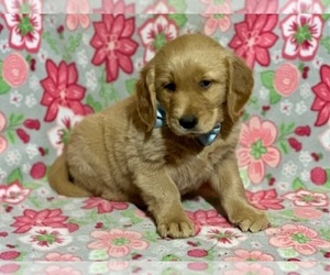 Golden Retriever Puppy for sale in LANCASTER, PA, USA