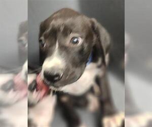 Labrador Retriever Dogs for adoption in Bakersfield, CA, USA