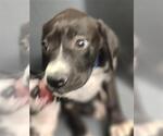 Small Labrador Retriever