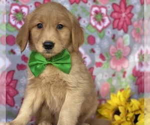 Golden Retriever Puppy for sale in LANCASTER, PA, USA