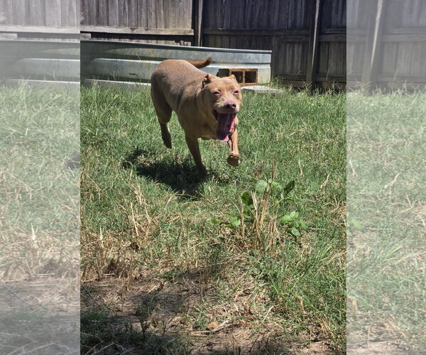 Medium Photo #7 Labrador Retriever-Unknown Mix Puppy For Sale in Jackson, MS, USA