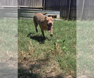 Jack 3's company - Male Labrador Retriever-Unknown Mix Dog for Adoption - Photo #7