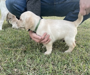 Labrador Retriever Puppy for sale in BROADWAY, NC, USA