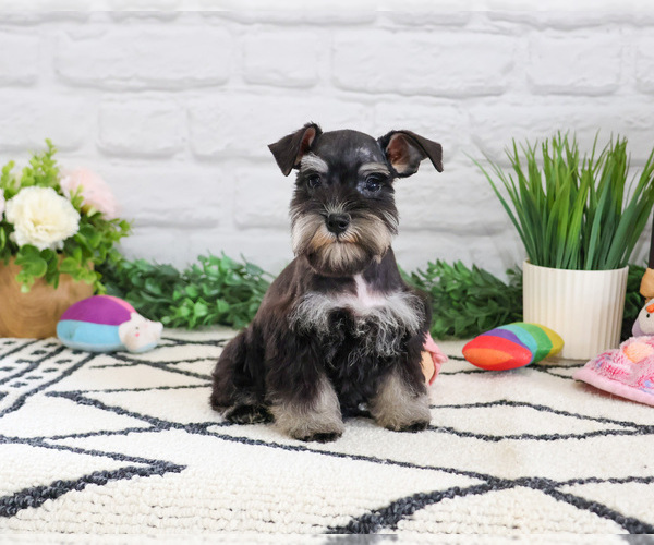 Medium Photo #4 Schnauzer (Miniature) Puppy For Sale in SYRACUSE, IN, USA