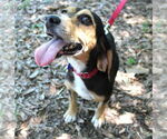 Small #2 Beagle
