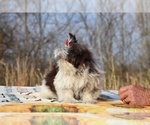 Small #10 Shih Tzu