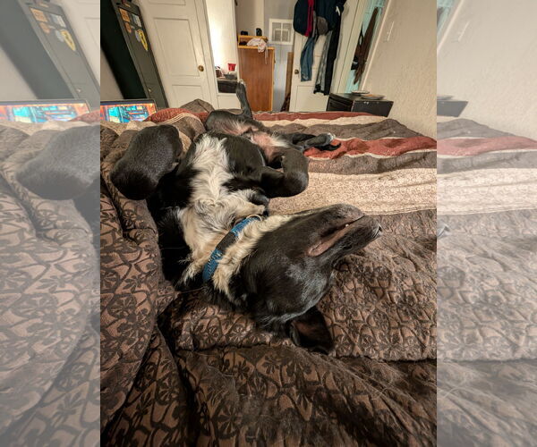 Medium Photo #3 Red Heeler-Unknown Mix Puppy For Sale in Laramie, WY, USA