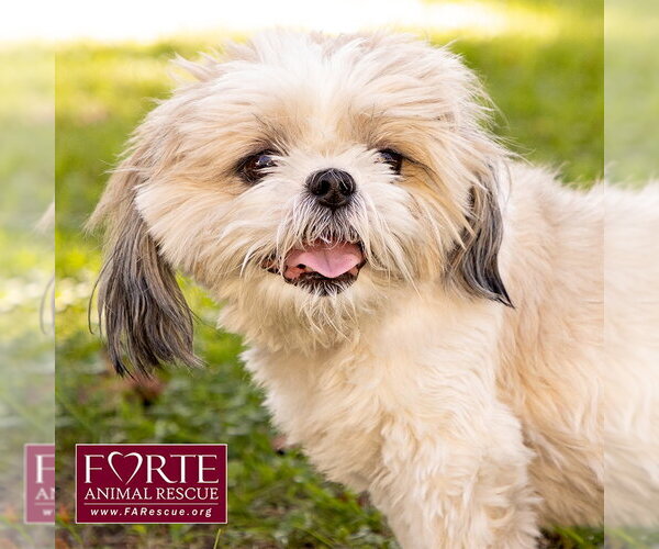 Medium Photo #3 Shih Tzu Puppy For Sale in Marina del Rey, CA, USA