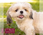 Small Photo #3 Shih Tzu Puppy For Sale in Marina del Rey, CA, USA