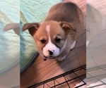 Small Photo #6 Pembroke Welsh Corgi Puppy For Sale in ATHENS, TX, USA