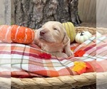 Small #10 Goldendoodle