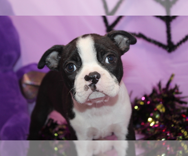 Medium Photo #8 Boston Terrier Puppy For Sale in BROOKSVILLE, FL, USA