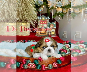 Shih Tzu Puppy for sale in SUGAR HILL, GA, USA
