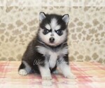 Small #2 Pomsky