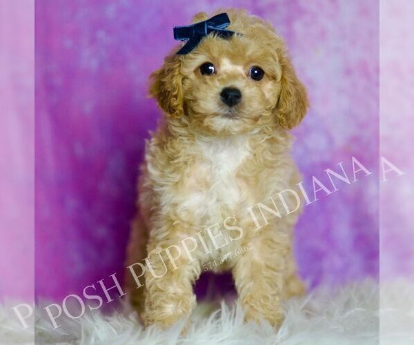 Medium Photo #120 Poodle (Miniature) Puppy For Sale in WARSAW, IN, USA