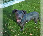 Small Photo #2 Labrador Retriever-Unknown Mix Puppy For Sale in Baytown, TX, USA