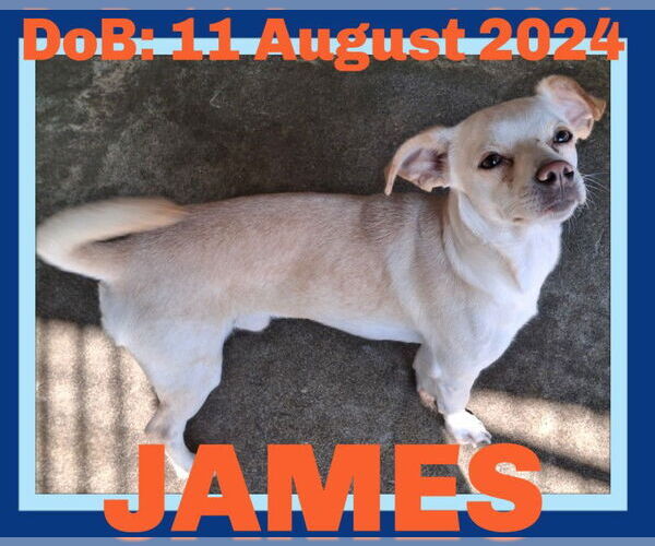 Medium Photo #1 Chihuahua Puppy For Sale in Sebec, ME, USA