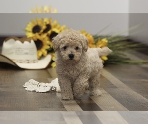 Poodle (Miniature) Puppy for sale in OPDYKE, IL, USA