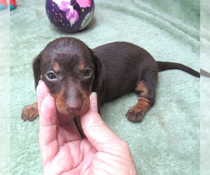 Dachshund Puppy for sale in RATTAN, OK, USA