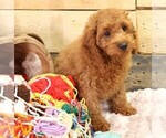 Small #3 Cavapoo