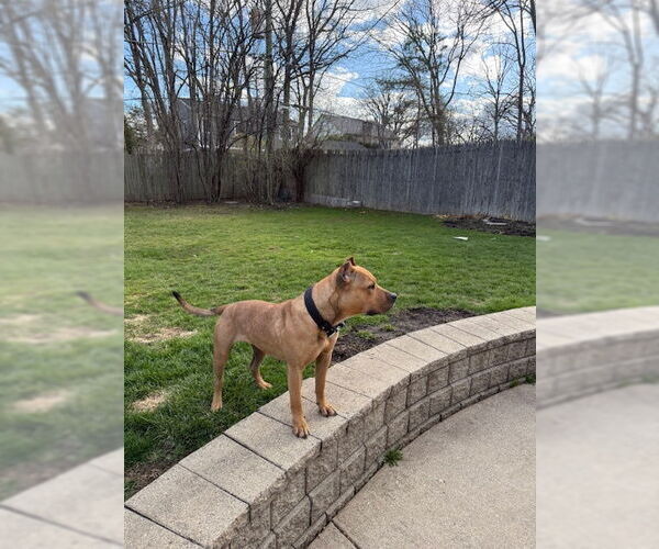 Medium Photo #3 American Pit Bull Terrier Puppy For Sale in Techny, IL, USA