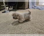 Small #4 Shih Tzu