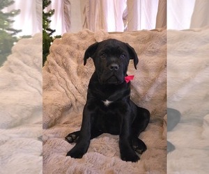 Cane Corso Puppy for sale in MINERAL WELLS, WV, USA
