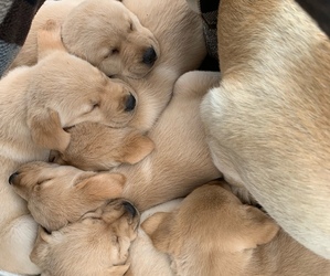 Golden Labrador Puppy for sale in GREENE, NY, USA
