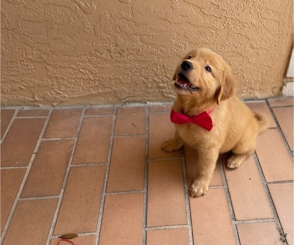Medium Photo #2 Golden Retriever Puppy For Sale in TAMPA, FL, USA