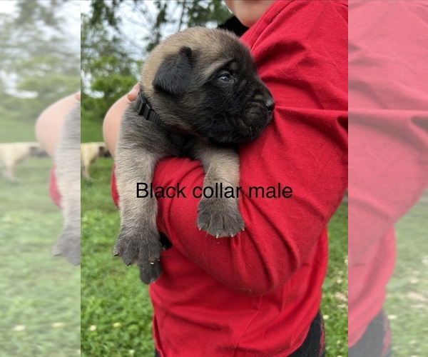 Medium Photo #7 Mastiff Puppy For Sale in COEBURN, VA, USA