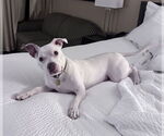 Small #5 Mutt