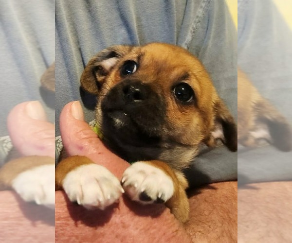 Medium Photo #1 Chiweenie Puppy For Sale in Grafton, WI, USA